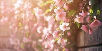 桃花你就白究竟出自哪首歌？