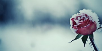 残花戴雪中究竟出自哪首歌？