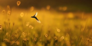 小燕子白天飞回家究竟是哪首歌？