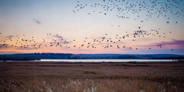 望着大雁南飞走究竟是哪首歌？