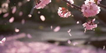 若你喜欢我请珍惜究竟是哪首歌？