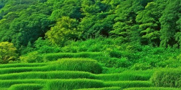 海南八歌究竟叫什么名字？