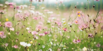 索玛花儿些开开究竟是什么歌？