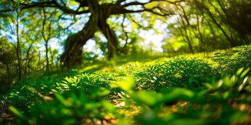 我站在香樟树下是哪首歌？