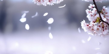 你会来看我吗这句歌词出自哪首歌？