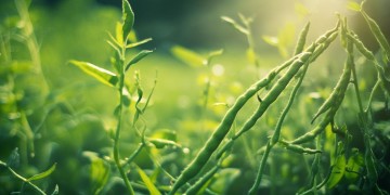 Edamame这首歌究竟是什么意思？