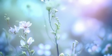 薄言修盛如歌出自哪部小说？