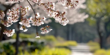 扬春三月初出自什么歌？