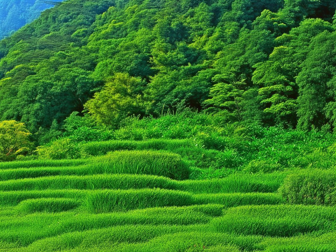 海南八歌究竟叫什么名字? 海南八歌究竟叫什么名字?