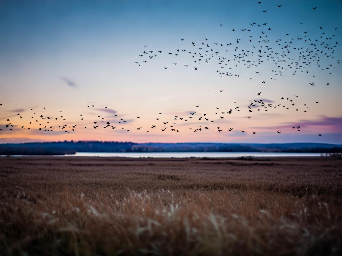 望着大雁南飞走究竟是哪首歌? 望着大雁南飞走究竟是哪首歌?